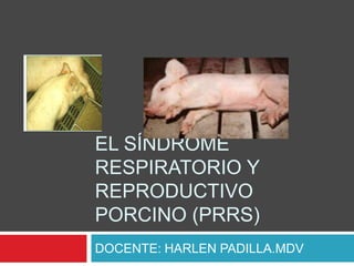 EL SÍNDROME
RESPIRATORIO Y
REPRODUCTIVO
PORCINO (PRRS)
DOCENTE: HARLEN PADILLA.MDV
 