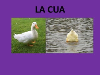LA CUA
 