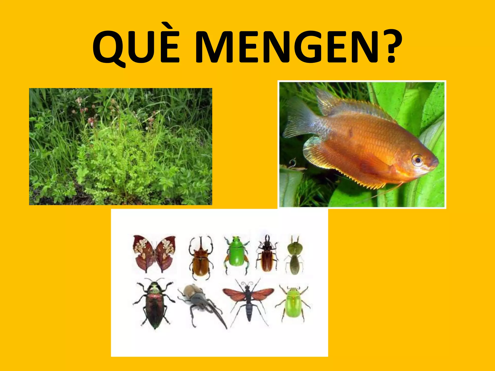 QUÈ MENGEN?
 