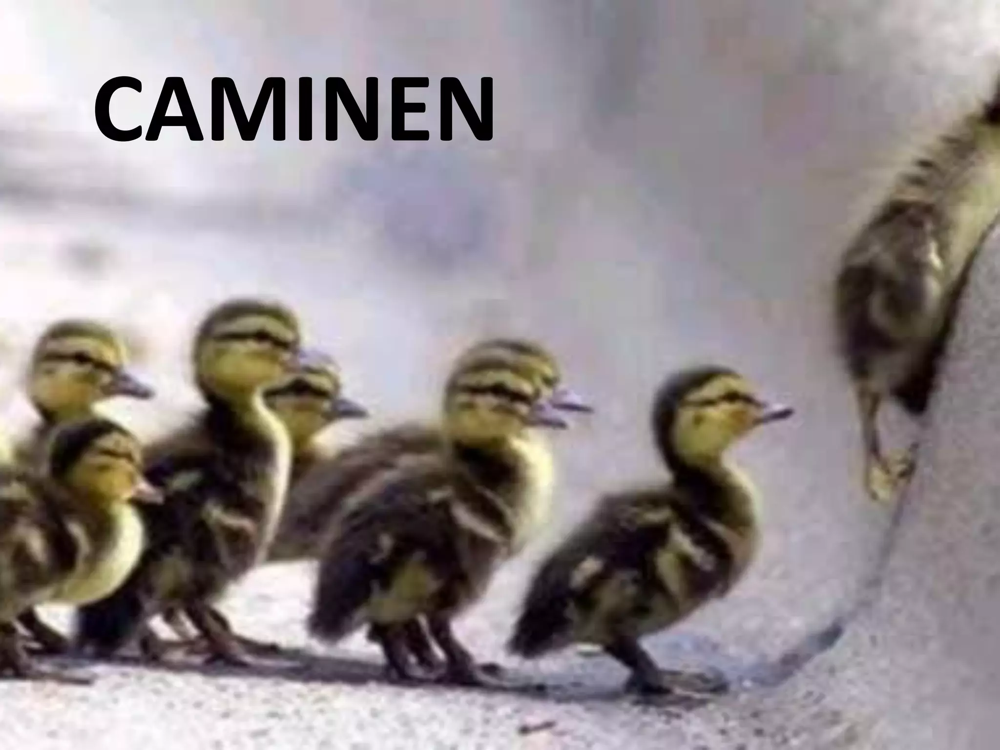 CAMINEN
 