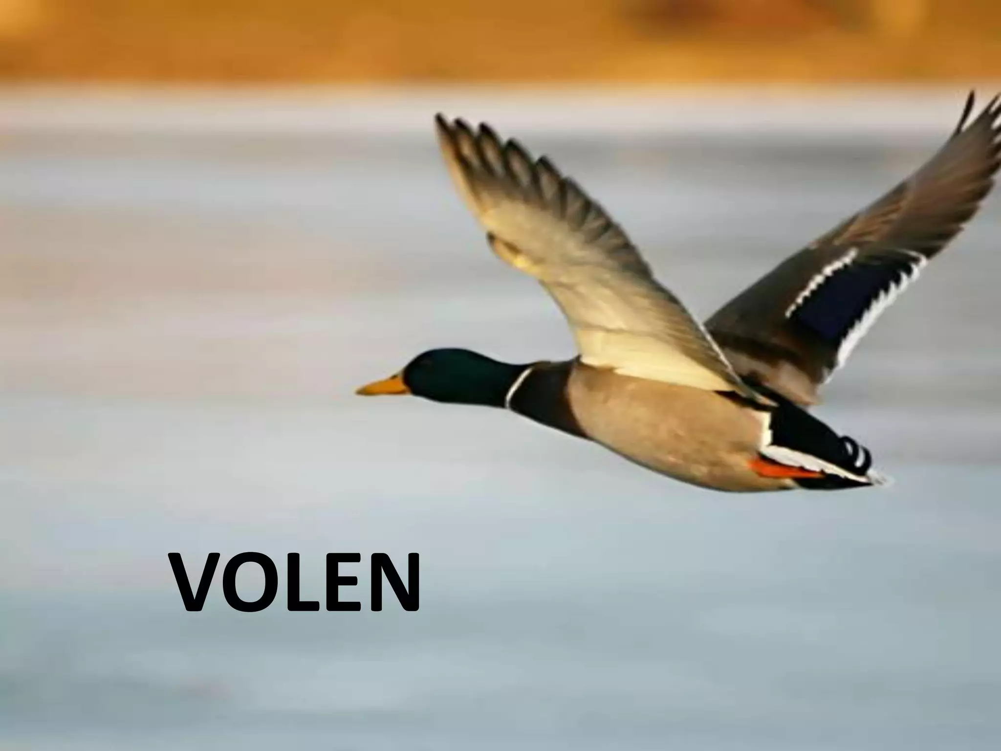 VOLEN
 