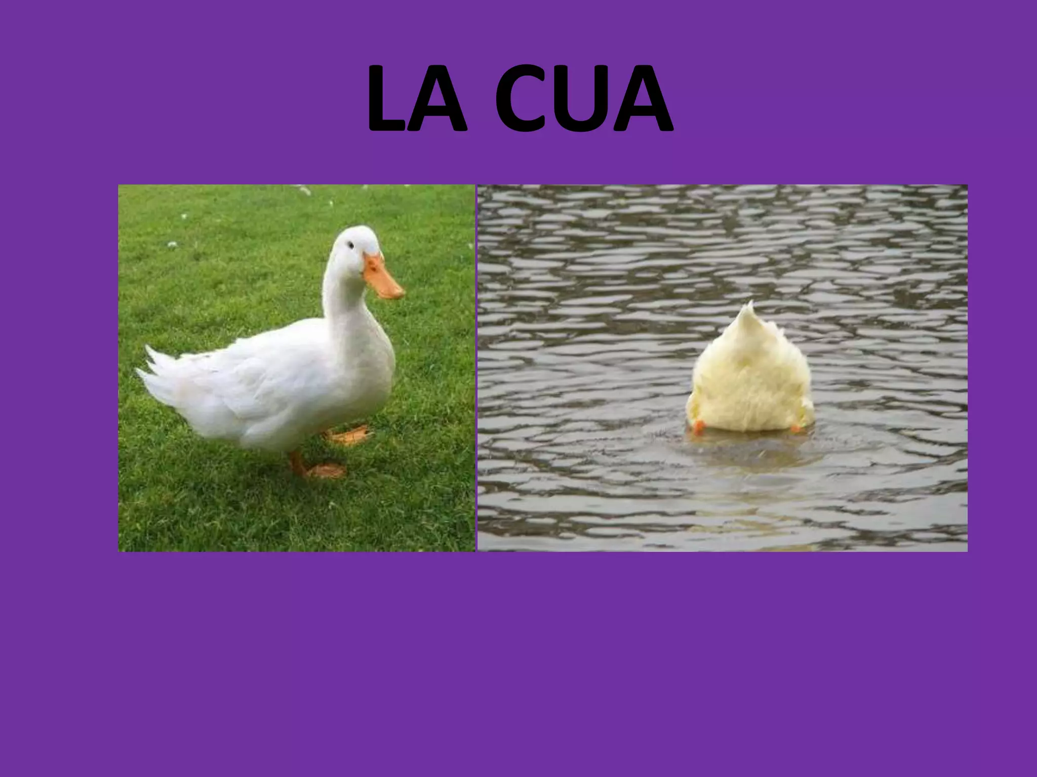 LA CUA
 