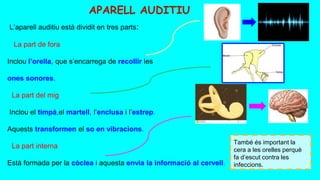 APARELL AUDITIU
L’aparell auditiu està dividit en tres parts:
La part de fora
Inclou l’orella, que s’encarrega de recollir les
ones sonores.
La part del mig
Inclou el timpà,el martell, l’enclusa i l’estrep.
Aquests transformen el so en vibracions.
La part interna
Està formada per la còclea i aquesta envia la informació al cervell.
També és important la
cera a les orelles perquè
fa d’escut contra les
infeccions.
 