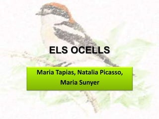 ELS OCELLS

Maria Tapias, Natalia Picasso,
       Maria Sunyer
 