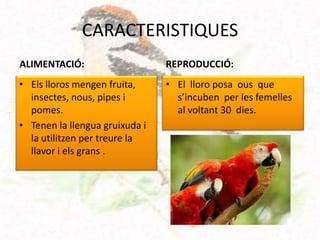 CARACTERISTIQUES
ALIMENTACIÓ:                    REPRODUCCIÓ:
• Els lloros mengen fruita,     • El lloro posa ous que
  insectes, nous, pipes i         s’incuben per les femelles
  pomes.                          al voltant 30 dies.
• Tenen la llengua gruixuda i
  la utilitzen per treure la
  llavor i els grans .
 