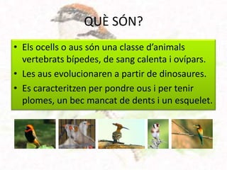 QUÈ SÓN?
• Els ocells o aus són una classe d’animals
  vertebrats bípedes, de sang calenta i ovípars.
• Les aus evolucionaren a partir de dinosaures.
• Es caracteritzen per pondre ous i per tenir
  plomes, un bec mancat de dents i un esquelet.
 