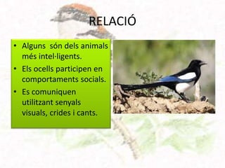 RELACIÓ
• Alguns són dels animals
  més intel·ligents.
• Els ocells participen en
  comportaments socials.
• Es comuniquen
  utilitzant senyals
  visuals, crides i cants.
 