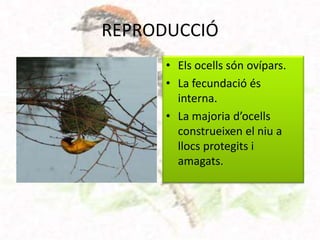 REPRODUCCIÓ
      • Els ocells són ovípars.
      • La fecundació és
        interna.
      • La majoria d’ocells
        construeixen el niu a
        llocs protegits i
        amagats.
 