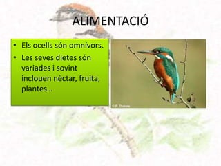 ALIMENTACIÓ
• Els ocells són omnívors.
• Les seves dietes són
  variades i sovint
  inclouen nèctar, fruita,
  plantes…
 