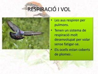 RESPIRACIÓ I VOL
        • Les aus respiren per
          pulmons.
        • Tenen un sistema de
          respiració molt
          desenvolupat per volar
          sense fatigar-se.
        • Els ocells estan coberts
          de plomes .
 