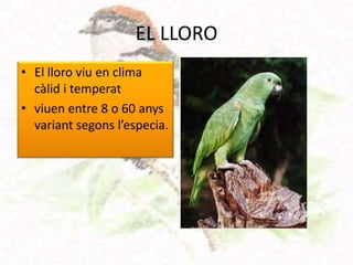 EL LLORO
• El lloro viu en clima
  càlid i temperat
• viuen entre 8 o 60 anys
  variant segons l’especia.
 