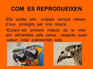 COM ES REPRODUEIXEN
•Els ocells són ovípars perquè neixen
d’ous protegits per una closca.
•Durant els primers mesos de la vida
són alimentats pels pares , després quan
saben volar s’alimenten sols.
 