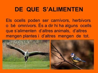 DE QUE S’ALIMENTEN
Els ocells poden ser carnívors, herbívors
o bé omnívors. És a dir hi ha alguns ocells
que s’alimenten d’altres animals, d’altres
mengen plantes i d’altres mengen de tot.
 