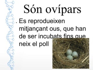 Són ovípars
● Es reprodueixen
mitjançant ous, que han
de ser incubats fins que
neix el poll
 