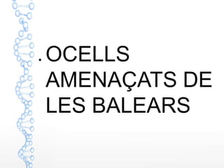 ● OCELLS
AMENAÇATS DE
LES BALEARS
 