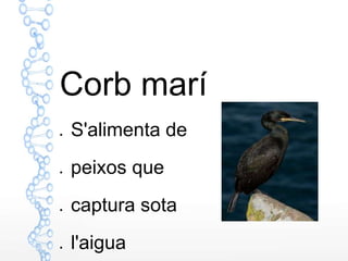 Corb marí
● S'alimenta de
● peixos que
● captura sota
● l'aigua
 