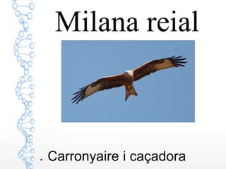 Milana reial
● Carronyaire i caçadora
 