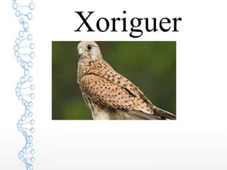 Xoriguer
 