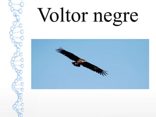 Voltor negre
 