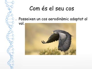 Com és el seu cos
● Posseixen un cos aerodinàmic adaptat al
vol.
 
