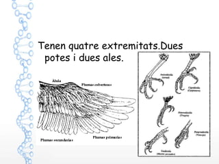Tenen quatre extremitats.Dues
potes i dues ales.
 
