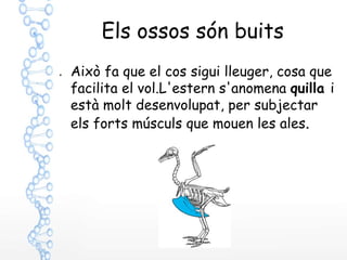 Els ossos són buits
● Això fa que el cos sigui lleuger, cosa que
facilita el vol.L'estern s'anomena quilla i
està molt desenvolupat, per subjectar
els forts músculs que mouen les ales.
 