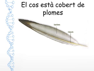 El cos està cobert de
plomes
 