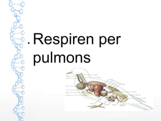 ● Respiren per
pulmons
 
