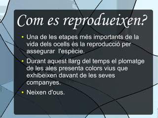 Com es reprodueixen?
● Una de les etapes més importants de la
vida dels ocells és la reproducció per
assegurar l'espècie.
● Durant aquest llarg del temps el plomatge
de les ales presenta colors vius que
exhibeixen davant de les seves
companyes.
● Neixen d'ous.
 