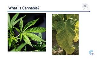 What is Cannabis?
 