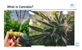 What is Cannabis?
 
