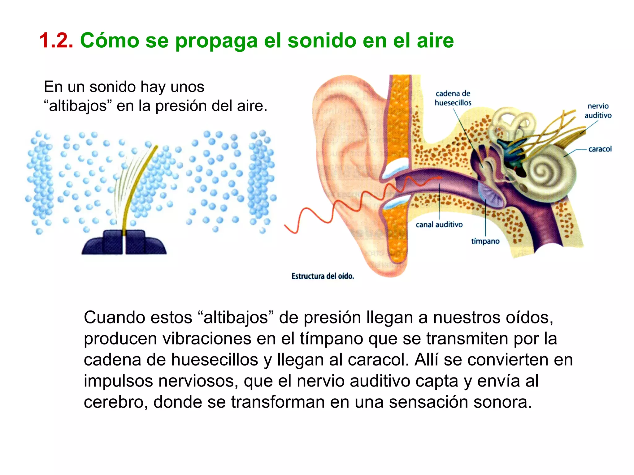 1.2.   Cómo se propaga el sonido en el aire Cuando estos “altibajos” de presión llegan a nuestros oídos, producen vibraciones en el tímpano que se transmiten por la cadena de huesecillos y llegan al caracol. Allí se convierten en impulsos nerviosos, que el nervio auditivo capta y envía al cerebro, donde se transforman en una sensación sonora. En un sonido hay unos “altibajos” en la presión del aire. 