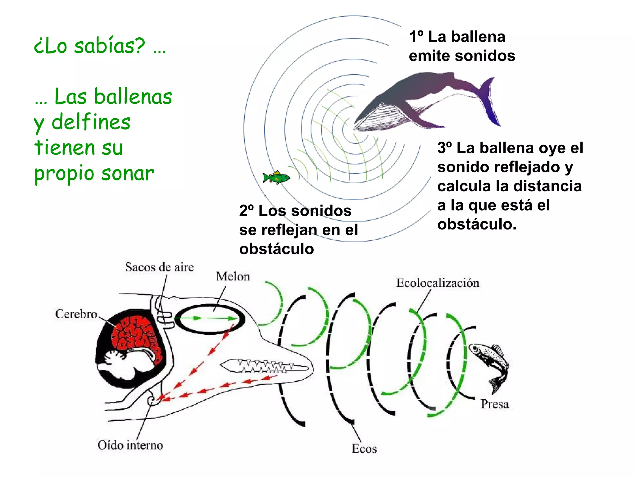 ¿Lo sabías? … …  Las ballenas y delfines tienen su propio sonar 1º La ballena emite sonidos 2º Los sonidos se reflejan en el obstáculo 3º La ballena oye el sonido reflejado y calcula la distancia a la que está el obstáculo. 