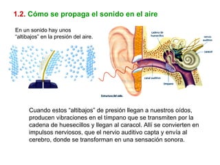1.2.   Cómo se propaga el sonido en el aire Cuando estos “altibajos” de presión llegan a nuestros oídos, producen vibraciones en el tímpano que se transmiten por la cadena de huesecillos y llegan al caracol. Allí se convierten en impulsos nerviosos, que el nervio auditivo capta y envía al cerebro, donde se transforman en una sensación sonora. En un sonido hay unos “altibajos” en la presión del aire. 