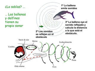¿Lo sabías? … …  Las ballenas y delfines tienen su propio sonar 1º La ballena emite sonidos 2º Los sonidos se reflejan en el obstáculo 3º La ballena oye el sonido reflejado y calcula la distancia a la que está el obstáculo. 