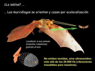 ¿Lo sabías? … …  Los murciélagos se orientan y cazan por ecolocalización Localizan a sus presas (insectos voladores) gracias al eco No emiten sonidos, sino ultrasonidos: más allá de los 20.000 Hz (vibraciones inaudibles para nosotros). 
