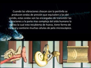 Cuando las vibraciones chocan con la perilinfa se
   producen ondas de presión que equivalen a las del
sonido, estas ondas son las encargadas de transmitir las
vibraciones a la parte mas compleja del oído humano la
 cóclea la cual esta recubierta de hueso, tiene forma de
caracol y contiene muchas células de pelo microscópico.
 