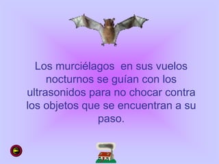 Los murciélagos en sus vuelos
nocturnos se guían con los
ultrasonidos para no chocar contra
los objetos que se encuentran a su
paso.
 