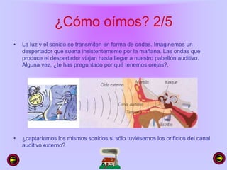 ¿Cómo oímos? 2/5
• La luz y el sonido se transmiten en forma de ondas. Imaginemos un
despertador que suena insistentemente por la mañana. Las ondas que
produce el despertador viajan hasta llegar a nuestro pabellón auditivo.
Alguna vez, ¿te has preguntado por qué tenemos orejas?,
• ¿captaríamos los mismos sonidos si sólo tuviésemos los orificios del canal
auditivo externo?
 