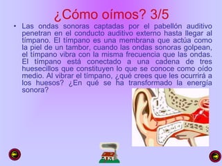 ¿Cómo oímos? 3/5
• Las ondas sonoras captadas por el pabellón auditivo
penetran en el conducto auditivo externo hasta llegar al
tímpano. El tímpano es una membrana que actúa como
la piel de un tambor, cuando las ondas sonoras golpean,
el tímpano vibra con la misma frecuencia que las ondas.
El tímpano está conectado a una cadena de tres
huesecillos que constituyen lo que se conoce como oído
medio. Al vibrar el tímpano, ¿qué crees que les ocurrirá a
los huesos? ¿En qué se ha transformado la energía
sonora?
 