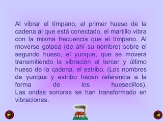 Al vibrar el tímpano, el primer hueso de la
cadena al que está conectado, el martillo vibra
con la misma frecuencia que el tímpano. Al
moverse golpea (de ahí su nombre) sobre el
segundo hueso, el yunque, que se moverá
transmitiendo la vibración al tercer y último
hueso de la cadena, el estribo. (Los nombres
de yunque y estribo hacen referencia a la
forma de los huesecillos).
Las ondas sonoras se han transformado en
vibraciones.
 