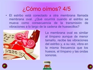 ¿Cómo oímos? 4/5
• El estribo está conectado a otra membrana llamada
membrana oval. ¿Qué ocurrirá cuando el estribo se
mueva como consecuencia de la transmisión de
vibraciones a lo largo de la cadena de huesecillos?
La membrana oval es similar
al tímpano aunque de menor
tamaño, recibe las vibraciones
del estribo y, a su vez, vibra en
la misma frecuencia que los
huesos, el tímpano y las ondas
sonoras.
 