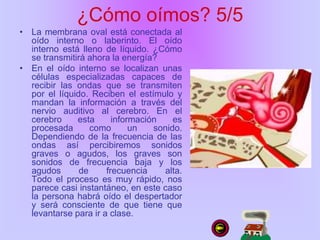 ¿Cómo oímos? 5/5
• La membrana oval está conectada al
oído interno o laberinto. El oído
interno está lleno de líquido. ¿Cómo
se transmitirá ahora la energía?
• En el oído interno se localizan unas
células especializadas capaces de
recibir las ondas que se transmiten
por el líquido. Reciben el estímulo y
mandan la información a través del
nervio auditivo al cerebro. En el
cerebro esta información es
procesada como un sonido.
Dependiendo de la frecuencia de las
ondas así percibiremos sonidos
graves o agudos, los graves son
sonidos de frecuencia baja y los
agudos de frecuencia alta.
Todo el proceso es muy rápido, nos
parece casi instantáneo, en este caso
la persona habrá oído el despertador
y será consciente de que tiene que
levantarse para ir a clase.
 