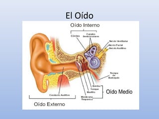 El Oído