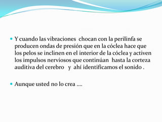  Y cuando las vibraciones chocan con la perilinfa se
 producen ondas de presión que en la cóclea hace que
 los pelos se inclinen en el interior de la cóclea y activen
 los impulsos nerviosos que continúan hasta la corteza
 auditiva del cerebro y ahí identificamos el sonido .

 Aunque usted no lo crea ….
 