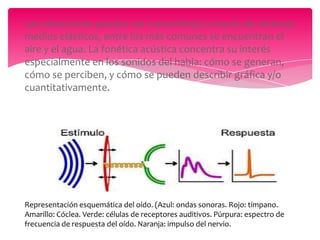Las vibraciones pueden ser transmitidas a través de diversos
medios elásticos, entre los más comunes se encuentran el
aire y el agua. La fonética acústica concentra su interés
especialmente en los sonidos del habla: cómo se generan,
cómo se perciben, y cómo se pueden describir gráfica y/o
cuantitativamente.

Representación esquemática del oído. (Azul: ondas sonoras. Rojo: tímpano.
Amarillo: Cóclea. Verde: células de receptores auditivos. Púrpura: espectro de
frecuencia de respuesta del oído. Naranja: impulso del nervio.

 