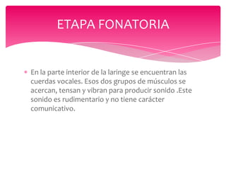 ETAPA FONATORIA

En la parte interior de la laringe se encuentran las
cuerdas vocales. Esos dos grupos de músculos se
acercan, tensan y vibran para producir sonido .Este
sonido es rudimentario y no tiene carácter
comunicativo.

 