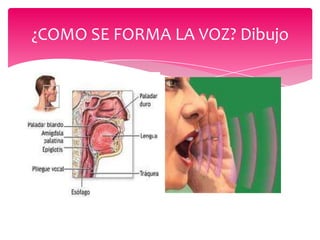 ¿COMO SE FORMA LA VOZ? Dibujo

 