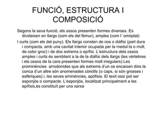 FUNCIÓ, ESTRUCTURA I
COMPOSICIÓ
Segons la seva funció, els ossos presenten formes diverses. Es
divideixen en llargs (com els del fèmur), amples (com l’ omòplat)
I curts (com els del puny). Els llargs consten de cos o diàfisi (part dura
i compacta, amb una cavitat interior ocupada per la medul·la o moll,
de color groc) i de dos extrems o epífisi. L’estructura dels ossos
amples i curts és semblant a la de la diàfisi dels llargs (les vèrtebres
i els ossos de la cara presenten formes molt irregulars).Les
prominències arrodonides que als extrems d’un os encaixen dins la
conca d’un altre són anomenades còndils (o caps, si són grosses i
esfèriques) i, les seves eminències, apòfisis. El texit ossi pot ser
esponjós o compacte. L’esponjós, localitzat principalment a les
epífisis,és constituït per una xarxa
 