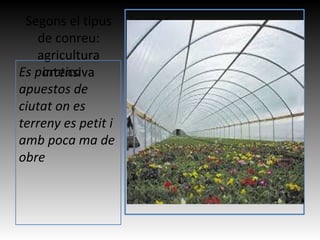 Segons el tipus
de conreu:
agricultura
intensiva
Imatge
Es parctica
apuestos de
ciutat on es
terreny es petit i
amb poca m...